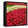 Red Tulip in Bloom-Richard T. Nowitz-Framed Stretched Canvas