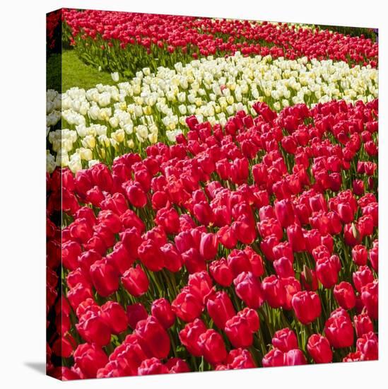 Red Tulip in Bloom-Richard T. Nowitz-Stretched Canvas