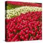 Red Tulip in Bloom-Richard T. Nowitz-Stretched Canvas