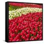 Red Tulip in Bloom-Richard T. Nowitz-Framed Stretched Canvas