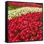 Red Tulip in Bloom-Richard T. Nowitz-Framed Stretched Canvas