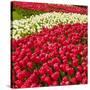 Red Tulip in Bloom-Richard T. Nowitz-Stretched Canvas