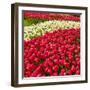 Red Tulip in Bloom-Richard T. Nowitz-Framed Premium Photographic Print