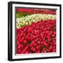 Red Tulip in Bloom-Richard T. Nowitz-Framed Premium Photographic Print