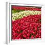 Red Tulip in Bloom-Richard T. Nowitz-Framed Premium Photographic Print