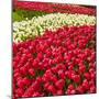 Red Tulip in Bloom-Richard T. Nowitz-Mounted Premium Photographic Print