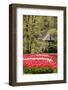 Red Tulip in Bloom-Richard T. Nowitz-Framed Photographic Print