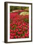 Red Tulip in Bloom-Richard T. Nowitz-Framed Photographic Print