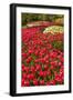 Red Tulip in Bloom-Richard T. Nowitz-Framed Photographic Print