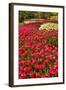 Red Tulip in Bloom-Richard T. Nowitz-Framed Photographic Print