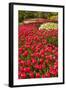 Red Tulip in Bloom-Richard T. Nowitz-Framed Photographic Print