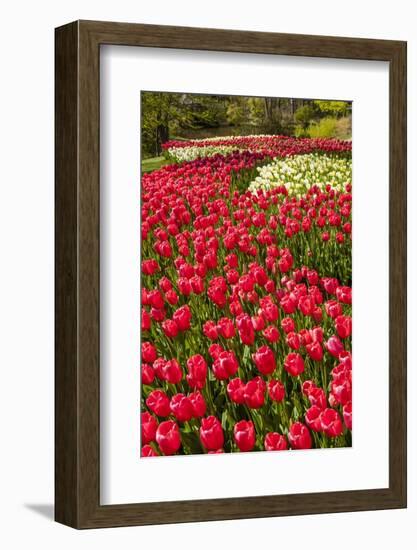 Red Tulip in Bloom-Richard T. Nowitz-Framed Photographic Print