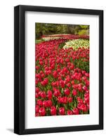 Red Tulip in Bloom-Richard T. Nowitz-Framed Photographic Print