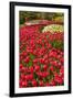Red Tulip in Bloom-Richard T. Nowitz-Framed Photographic Print