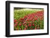 Red Tulip in Bloom-Richard T. Nowitz-Framed Photographic Print