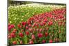 Red Tulip in Bloom-Richard T. Nowitz-Mounted Photographic Print