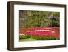 Red Tulip in Bloom-Richard T. Nowitz-Framed Photographic Print