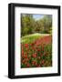 Red Tulip in Bloom-Richard T. Nowitz-Framed Photographic Print