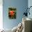 Red Tulip in Bloom-Richard T. Nowitz-Photographic Print displayed on a wall