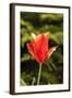 Red Tulip in Bloom-Richard T. Nowitz-Framed Photographic Print