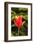 Red Tulip in Bloom-Richard T. Nowitz-Framed Photographic Print