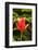 Red Tulip in Bloom-Richard T. Nowitz-Framed Photographic Print