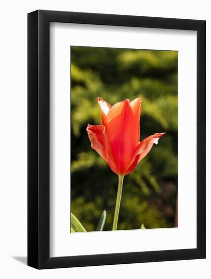 Red Tulip in Bloom-Richard T. Nowitz-Framed Photographic Print