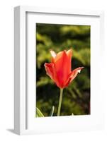 Red Tulip in Bloom-Richard T. Nowitz-Framed Photographic Print