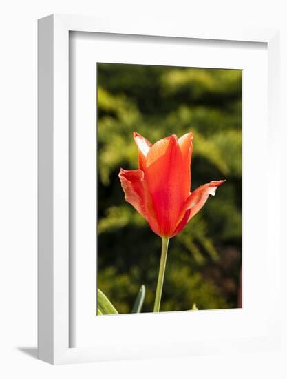 Red Tulip in Bloom-Richard T. Nowitz-Framed Photographic Print