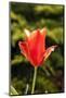 Red Tulip in Bloom-Richard T. Nowitz-Mounted Photographic Print