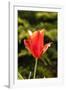 Red Tulip in Bloom-Richard T. Nowitz-Framed Photographic Print