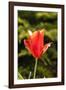 Red Tulip in Bloom-Richard T. Nowitz-Framed Photographic Print