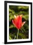 Red Tulip in Bloom-Richard T. Nowitz-Framed Photographic Print