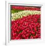 Red Tulip in Bloom-Richard T. Nowitz-Framed Photographic Print