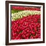 Red Tulip in Bloom-Richard T. Nowitz-Framed Photographic Print