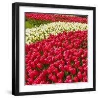 Red Tulip in Bloom-Richard T. Nowitz-Framed Photographic Print