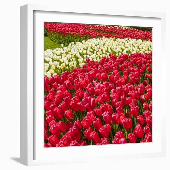 Red Tulip in Bloom-Richard T. Nowitz-Framed Photographic Print