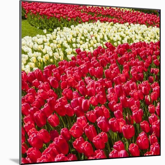 Red Tulip in Bloom-Richard T. Nowitz-Mounted Photographic Print