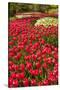 Red Tulip in Bloom-Richard T. Nowitz-Stretched Canvas