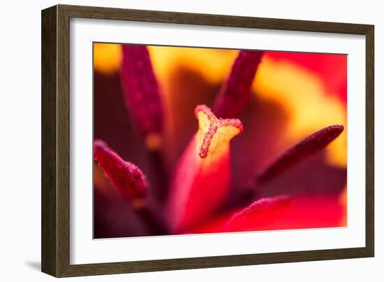 Red Tulip Inside Macro in Springtime-Radu Bercan-Framed Photographic Print