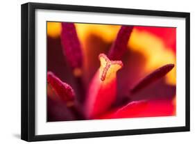 Red Tulip Inside Macro in Springtime-Radu Bercan-Framed Photographic Print