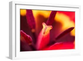 Red Tulip Inside Macro in Springtime-Radu Bercan-Framed Photographic Print