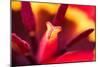 Red Tulip Inside Macro in Springtime-Radu Bercan-Mounted Photographic Print