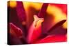 Red Tulip Inside Macro in Springtime-Radu Bercan-Stretched Canvas