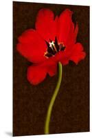 Red Tulip IV-Christine Zalewski-Mounted Premium Giclee Print