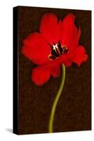 Red Tulip IV-Christine Zalewski-Stretched Canvas