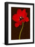 Red Tulip IV-Christine Zalewski-Framed Art Print