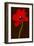 Red Tulip IV-Christine Zalewski-Framed Art Print