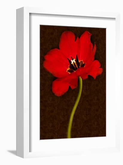 Red Tulip IV-Christine Zalewski-Framed Art Print