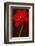 Red Tulip IV-Christine Zalewski-Framed Art Print